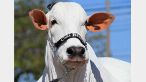 세상에서 가장 비싼 소, 자체 기록 갱신…총 56억원