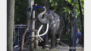 20년 전 ‘선물’로 스리랑카 간 태국 코끼리 건강 악화로 송환