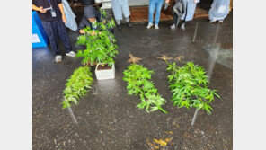 공장 텃밭에 대마 심은 불법체류자 5명, 해경이 잡았다