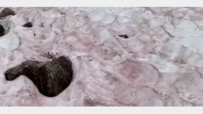 미국 유타주 설산 붉게 물들인 수박눈…그 이유는?