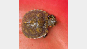 청주 맹꽁이공원서 붉은귀거북 포획…“재작년 포획한 개체 새끼 추정”