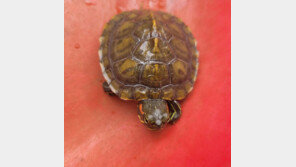 잠자리공원 ‘붉은귀거북’ 3마리 포획, 키우다 버린 것들