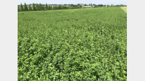 농가 시름 덜 수 있도록… 농진청 “사료 작물 국내 품종 연내 개발” 