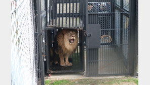 앙상했던 사자 ‘바람이’ 새 보금자리 안착…“이름대로 행복하길”