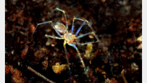 우리나라 최초 ‘이것’ 없는 거미 발견돼