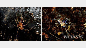 평생을 80m 동굴 속에 사는 이 거미, 눈이 없다?