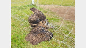 축구장 그물에 걸렸던 수리부엉이, 무사히 자연의 품으로