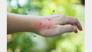 경기도, 김포·파주 이어 고양에도 ‘말라리아 경보’ 발령