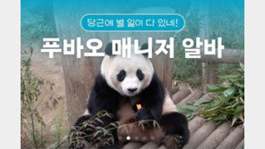 “시급 50만원, 푸바오 매니저 구해요”…꿀알바에 만명 넘게 몰렸다