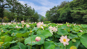 수천 송이 연꽃이 활짝