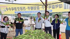 “달콤 쫄깃한 괴산 ‘대학찰옥수수’ 맛보세요”