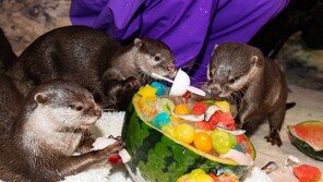 아기 수달의 시원한 여름나기 