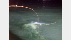 포항 앞바다에도 상어가…성질 포악해 사람 공격하는 청상아리