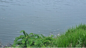 ‘새벽 16㎜ 비’ 아산 저수지서 물고기 150여 마리 폐사