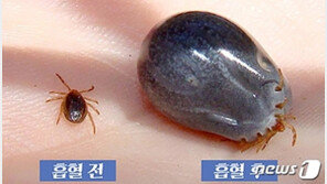 제주서 길고양이 만진 40대 SFTS 감염…올해 다섯번째