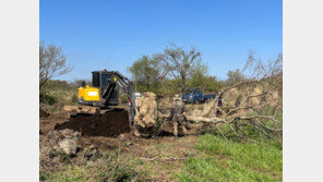 제주서 나무 73그루 뿌리째 훔쳐 조경수로 내다판 일당 재판행