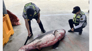 “상어가 나타났다” 동해안서 10마리 발견…피서철 안전 비상
