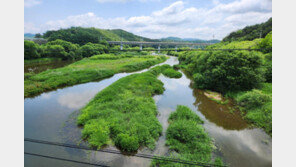 야생동물 시민 관심 늘자 구조 건수 30% 증가… ‘악어 목격담’ 해프닝도 