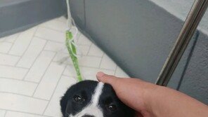 “숨이 턱턱”…머리에 비닐봉지 묶인 채 유기된 강아지