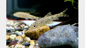 멸종위기종 어름치 인공부화…1000여마리 금강으로 방류