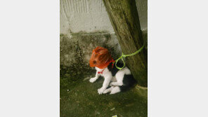 비닐봉지에 머리 덮인 채 나무에 묶여있던 강아지 구조…경찰 수사 의뢰