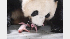 “푸바오, 언니 됐어요”… 에버랜드서 국내 첫 ‘쌍둥이’ 판다 태어나