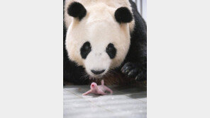 에버랜드 ‘푸바오’ 맏언니 됐다… 국내 첫 ‘쌍둥이 판다’ 탄생