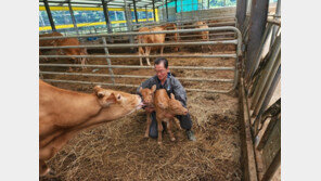 합천서 세쌍둥이 낳았던 소 올해는 쌍둥이 출산 ‘화제’