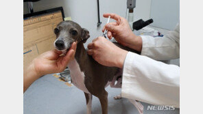 ‘수의사 처방해야 동물 주사’ 합헌…수의사회 “너무 당연”