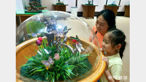 “알록달록 나비 보러 왔어요”