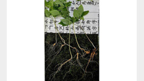 “심봤다” 지리산서 천종산삼 11뿌리 무더기 발견…가격은?