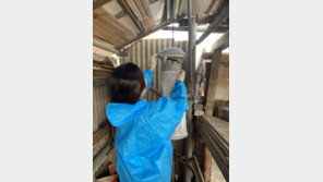 충북서 일본뇌염 매개모기 올해 첫 발견…전년보다 9일 빨라