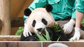 “누리꾼들이 지었다”…쌍둥이 판다 별명은 ‘동바오’·‘생바오’