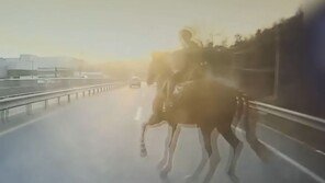 달리는 차 앞에 뛰어든 말…기수 “말값·치료비 3900만원 내놔” 소송