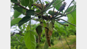 충북 과수화상병 3건 추가…누적 94건 35.2㏊ 피해