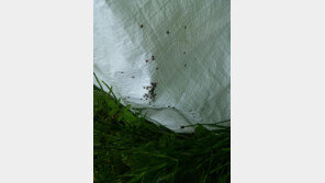 진드기 물린 40대 사망 “길고양이 접촉…감염경로는 불분명”