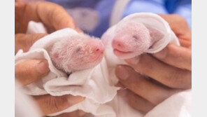 젖병 물고 초유 냠냠… ‘웃상’ 쌍둥이 아기 판다