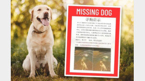 “반려견 찾아주면 17억” 보상한다더니…달랑 88만원주고 입 ‘싹’