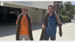 6m·56kg 버마 비단뱀 몸싸움 끝에 포획한 플로리다 남성 ‘화제’