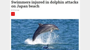 “돌고래도 사람 공격한다” 日 해변서 수영하던 6명 부상