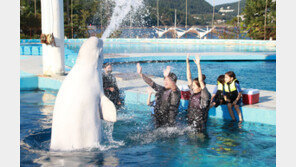 ‘돌고래 학대 대물림’ 논란 거제 씨월드, 이달 중 새끼 돌고래 출산 예정