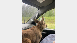 곰에 먹힐 뻔한 새끼 무스 구했다가 범법자 돼 해고된 남성…갑론을박