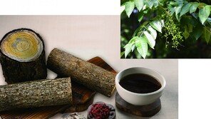 기력없는 여름철… 참옻 한잔에 속 편해지고 기운은 펄펄