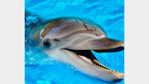 수영중 만난 돌고래 주의…日 해변서 6명 부상