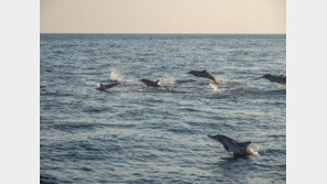 “돌고래가 갑자기 공격했다”…日 해안서 4명 부상
