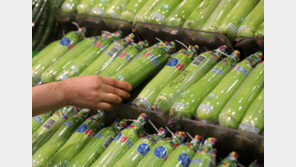 수해-무더위에… 애호박 도매가 하루새 63% 올라