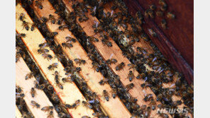 여름철 빈번한 벌 쏘임…‘아나필락시스 쇼크’ 대처법은?