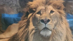 삐쩍 말랐던 ‘갈비뼈 사자’…새 보금자리에서 건강 되찾아