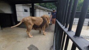 “4kg 고기 한번에 냠냠”…‘갈비뼈 사자’ 바람이 달라진 모습 (영상)