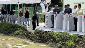 1994년 끝으로 사라진 천연기념물 ‘황새’ 청주서 다시 힘찬 날갯짓